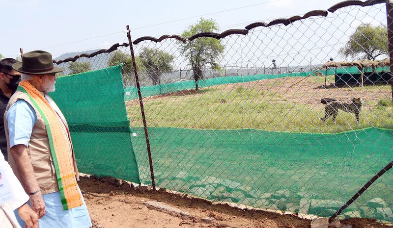 Indian Prime Minister Narendra Modi has released eight cheetahs in Kuno National Park in the state of Madhya Pradesh. EPA