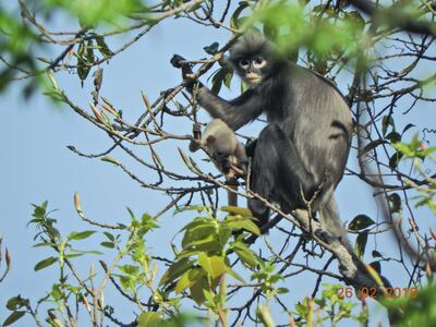 A handout picture made available by the German Primate Center (DPZ)- Leibniz Institute for Primate Research on November 10, 2020,   shows an adult female and juvenile Popa langur (Trachypithecus popa) in the crater of Mount Popa, Myanmar Myanmar on February 26, 2018. - In a rare find, scientists have identified a new species of primate, a lithe tree-dweller living in the forests of central Myanmar with a mask-like face framed by a shock of unruly grey hair. The Popa langur -- named for an extinct volcano home to its largest population, some 100 individuals -- has been around for at least a million years, according to a study detailing the find, published November 11, 2020, in Zoological Research. But with only 200 to 250 left in the wild today, experts will recommend that the leaf-eating species be classified as "critically endangered". (Photo by Thaung Win / German Primate Center (DPZ)- Leibniz Institute for Primate Research / AFP) / RESTRICTED TO EDITORIAL USE - MANDATORY CREDIT "AFP PHOTO/ THAUNG WIN" - NO MARKETING - NO ADVERTISING CAMPAIGNS - DISTRIBUTED AS A SERVICE TO CLIENTS