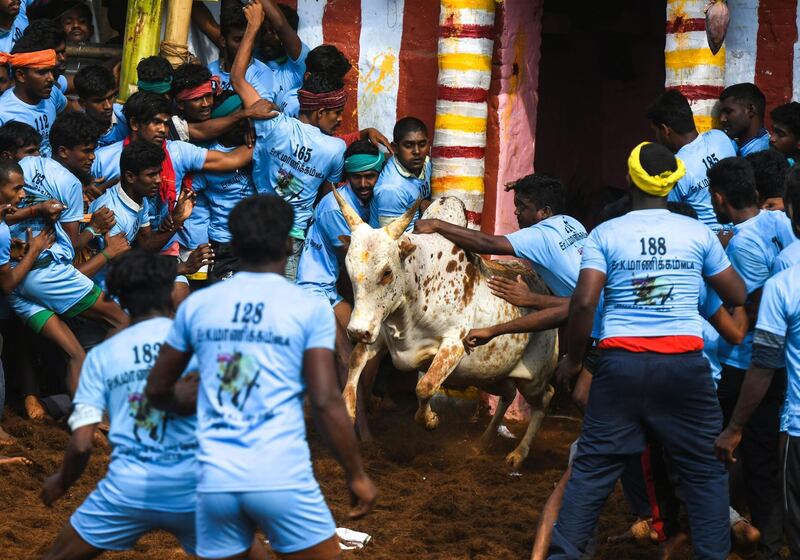 Participants try to control a bull. AFP
