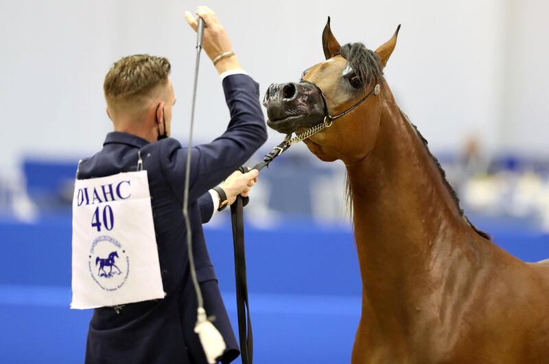 Dubai, United Arab Emirates - Reporter: Nick Webster. News. A horse competes in the 2 year old fillies category at The Dubai International Arabian Horse Show at the World trade centre. Thursday, March 18th, 2021. Dubai. Chris Whiteoak / The National