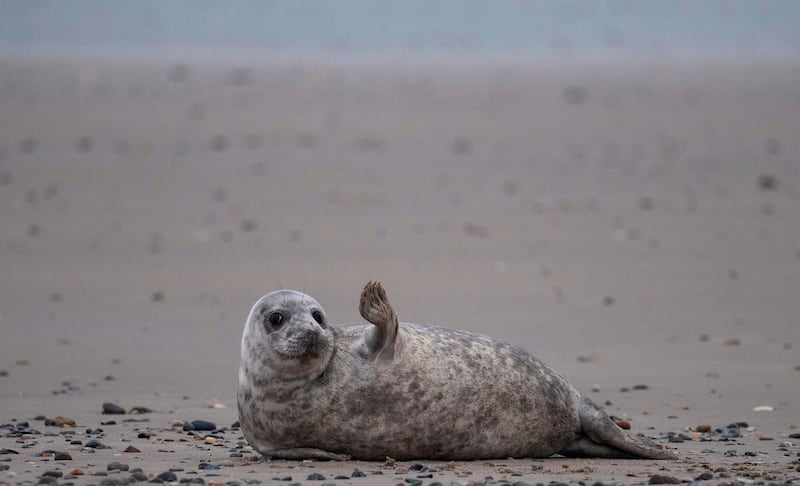 A young grey seal gestures as it lies on a beach on the North Sea island of Helgoland, Germany. AFP