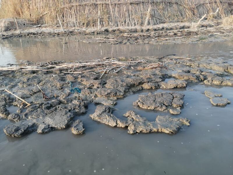 Drought ravages Iraq’s marshes in the south with water covering less than 8 per cent of the 2005 target of 5,560 square kilometres. Photos: Environmental Activist Ayad Al Asadi.

