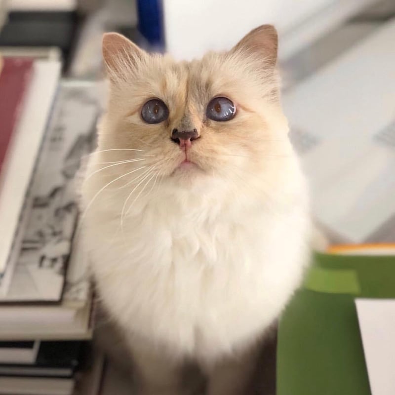 Choupette Lagerfeld has 112,000 Instagram followers, and counting 