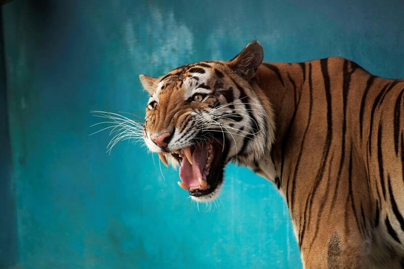 Garfield, a Bengal tiger, at a zoo in Havana, Cuba. Reuters