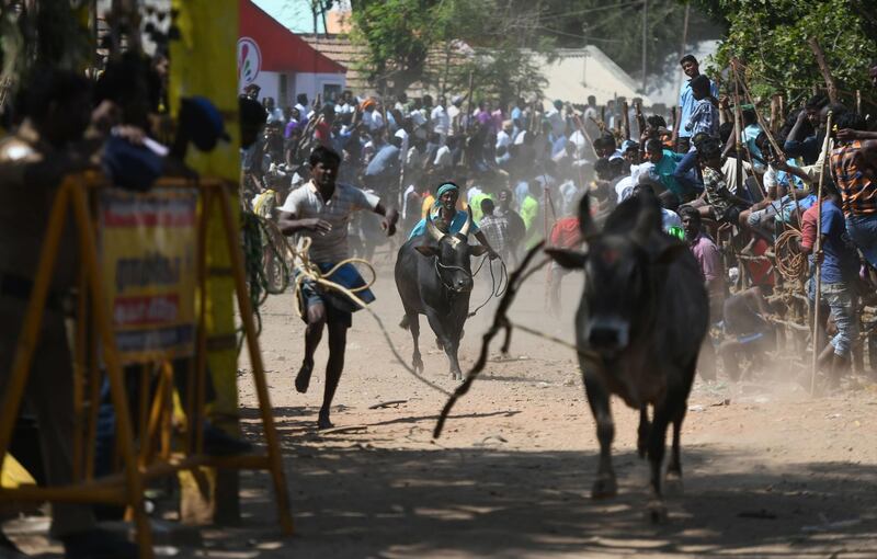 Spectators run with bulls. AFP