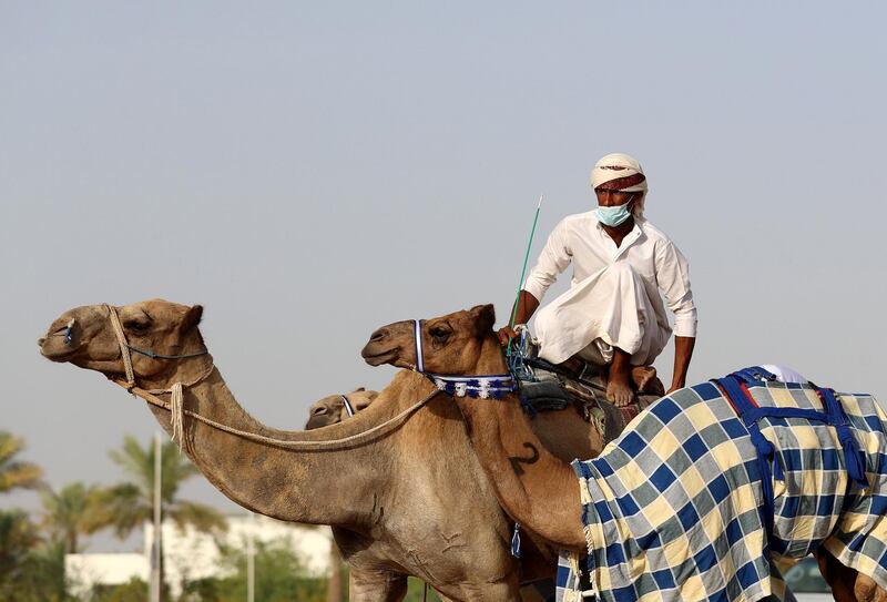 Dubai, United Arab Emirates - Reporter: Anna Zacharias. News. Handlers prepare the camels for racing at Al Marmoom camel race track. Tuesday, September 1st, 2020. Dubai. Chris Whiteoak / The National