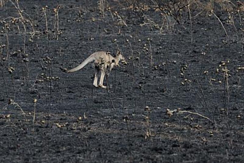 A kangaroo hops through a burnt out paddock after a grassfire in Sunbury north of Melbourne today.