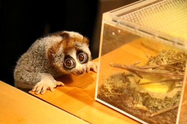 The slow loris - dubbed Lonely Loris by rescuers - was found abandoned in a box on the street. Courtesy: The Green Planet