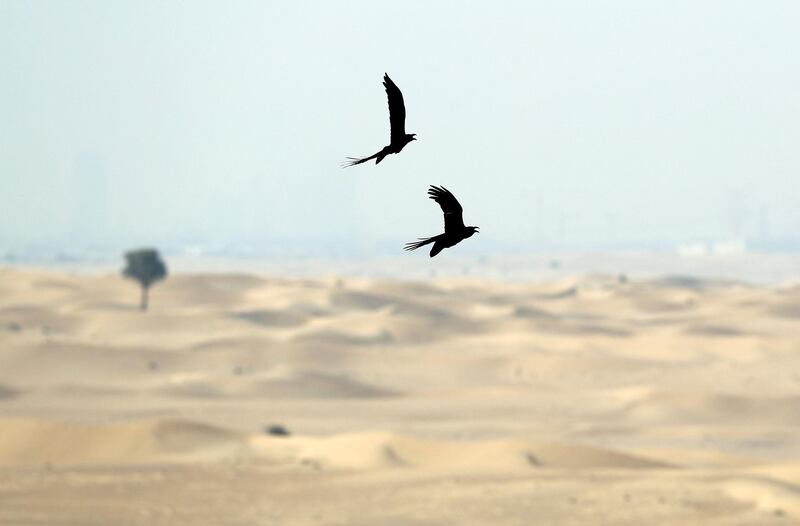 Dubai, United Arab Emirates - October 23, 2019: Standalone. Birds fly in couples over the desert. Thursday the 24th of October 2019. Dubai. Chris Whiteoak / The National