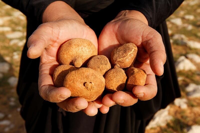 Truffles from Samawa have fetched $7 a kilo this year. Reuters