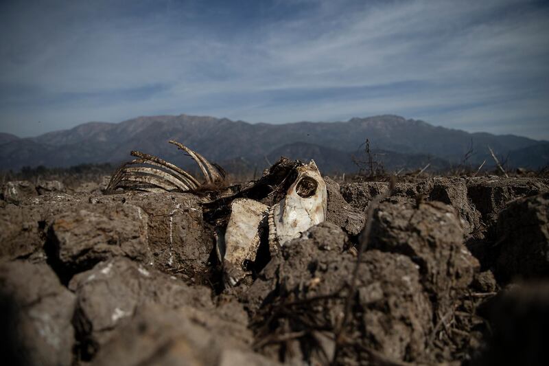 The carcass of a cow lies partially embedded in the drying lake bed of the Aculeo Lagoon, in Paine, Chile, Friday, Aug. 23, 2019. Despite having one of the largest fresh water reserves in the world Chilean authorities declared an agricultural emergency this week as rural areas in the province of Santiago suffer the effects of the worst drought that has hit the area in decades. (AP Photo/Esteban Felix)