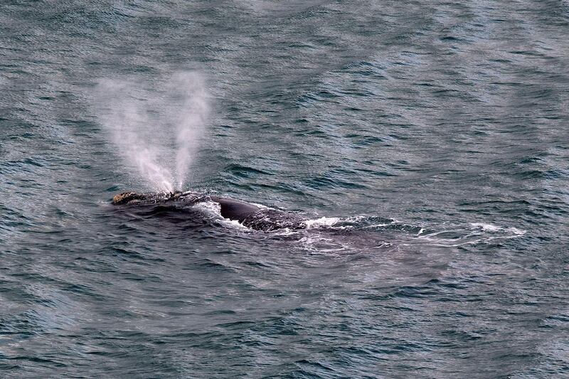 A southern right whale swims in the harbour in Wellington on July 6, 2018.    / AFP / Marty MELVILLE
