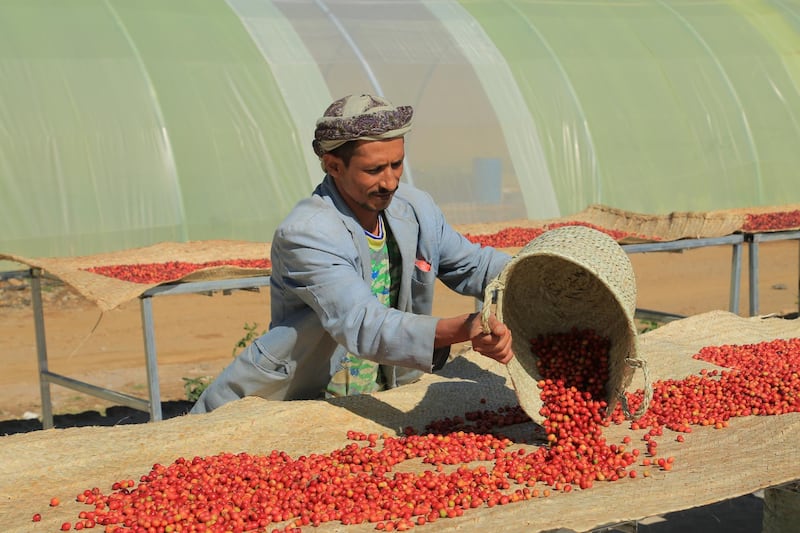 A Yemeni farmer lays out hand-picked coffee cherries out to dry. Courtesy People's Coffee 
