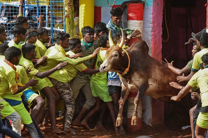 A bull is released into a crowd for Jallikattu, an ancient sport held during Pongal festival. AFP