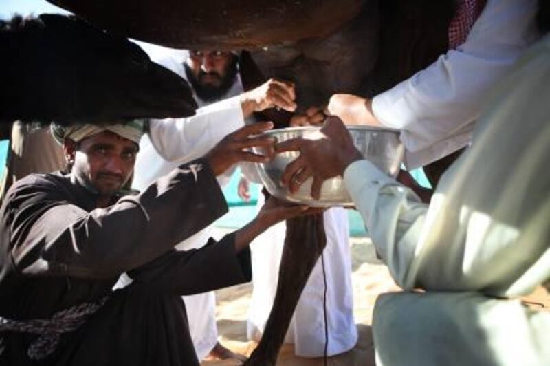 United Arab Emirates - Madinat Zayed - December 13th, 2010:  A camel farmers milk a mother camel at a milking competition at the Camel Festival in Madinat Zayed.  (Galen Clarke/The National)