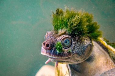 A Mary River turtle sporting algae growth which earned it the nickname 'Punk turtle'. Chris Van Wyk / @chrisvanwykdotcom