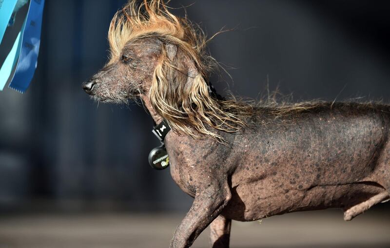 Himisaboo, a Chinese Crested Wiener mix, walks on stageduring The World's Ugliest Dog Competition. Josh Edelson / AFP