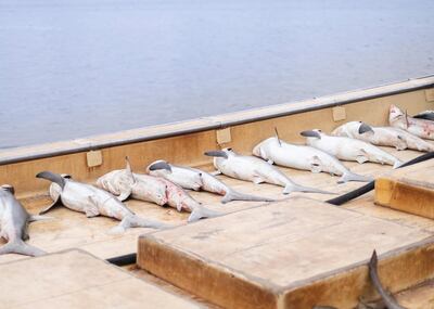 AJMAN, UNITED ARAB EMIRATES. 12 APRIL 2020. 
Sharks auctioned at Ajman Fish Market’s auction.
(Photo: Reem Mohammed/The National)

Reporter:
Section: