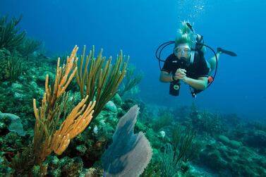 As well as being low impact, an hour of scuba diving can burn anywhere from 300 to 600 calories. Courtesy ProDive Middle East.