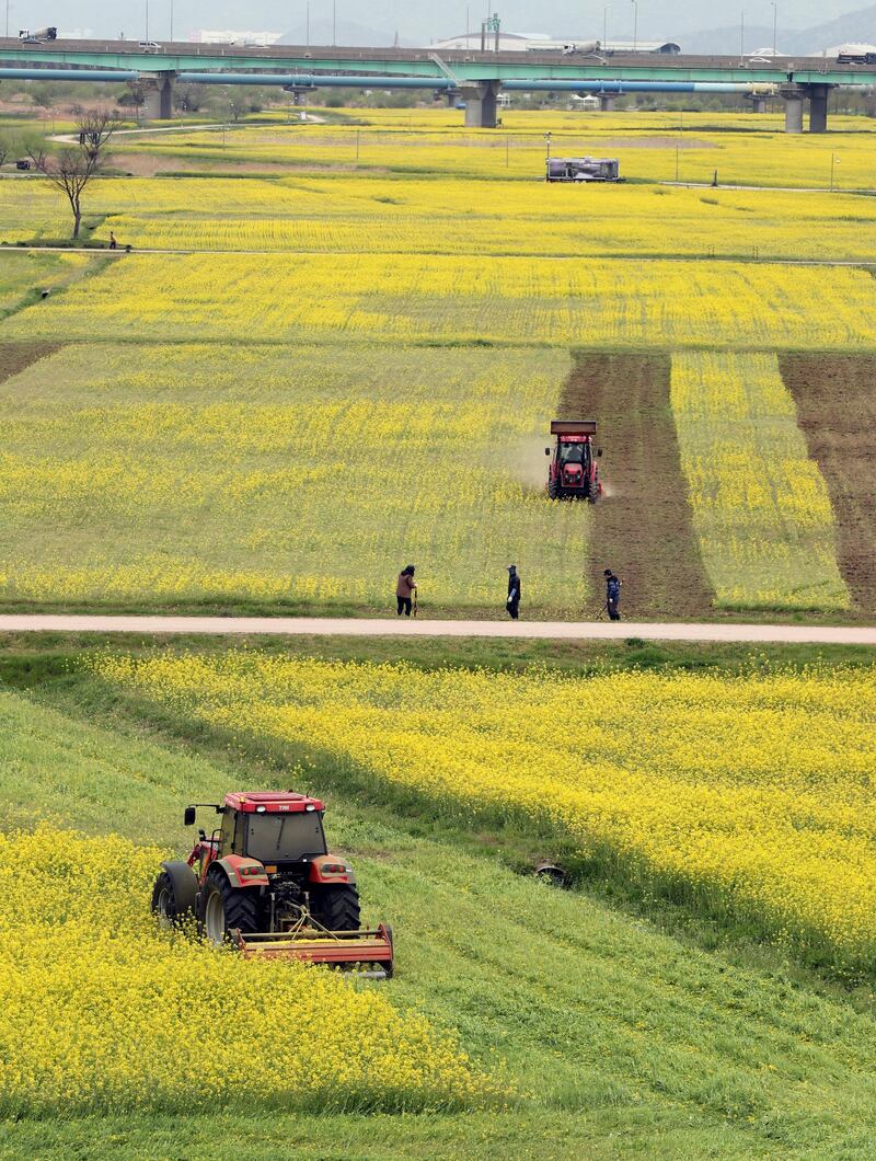 Workers drive tractors to upend a rapeseed flower field in Busan, South Korea, 10 April. The flowers were destroyed to prevent tourists from flocking to the area.  EPA