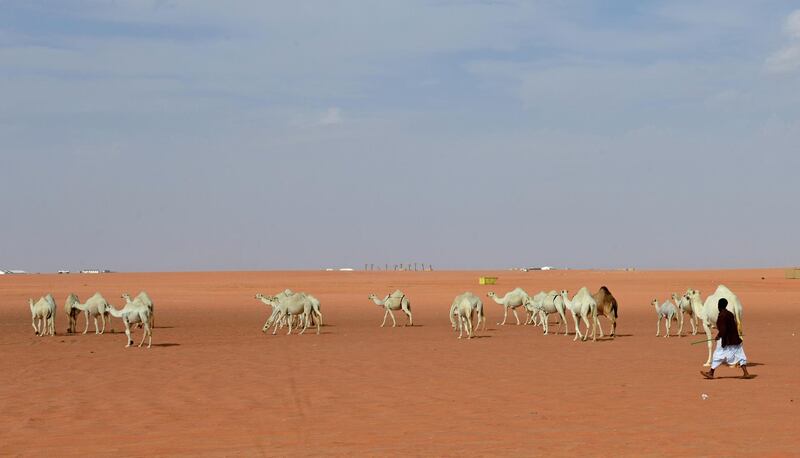 A man leads camels competing in the beauty pageant of the annual King Abdulaziz Camel Festival in Rumah. AFP