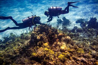 The world's coral reefs are dying. Shedd scientists in the Bahamas are searchig for a chance for their survival, on October 16, 2019. Bahamas, Ross Cunning, right, and the Shedd's head of diving Amanda Weiler collect coral samples at a reef on the Yellow Bank. Photo by Zbigniew Bzdak/Chicago Tribune/TNS/ABACAPRESS.COMNo Use France Digital. No Use France Print.