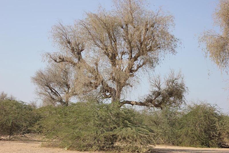 The invasive mesquite surrounding a ghaf, one of the flagship UAE desert trees. Control of the interloper may be achieved by planting the Opuncia, a kind of cactus. Courtesy Dr Ali El-Keblawy