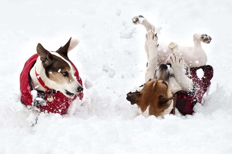 Dogs play in the snow on the Sandringham estate in Norfolk on February 5, 2012. AFP PHOTO/BEN STANSALL
 *** Local Caption ***  803981-01-08.jpg