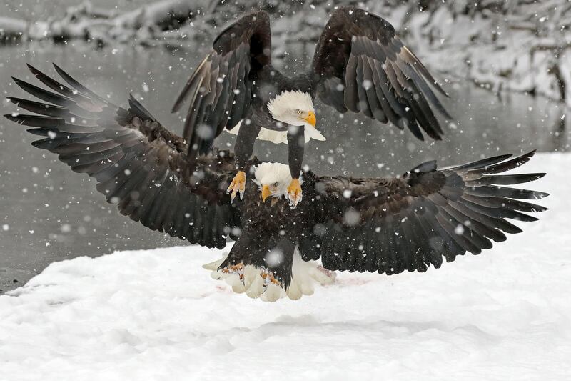 Honourable Mention, Wildlife, Rick Dowling, US. Eagles fighting for a piece of salmon.