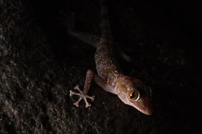 The Emirati leaf-toed gecko gets its name from the pads on its toes that resemble a leaf. Photo: Bernat Burriel / Institute of Evolutionary Biology