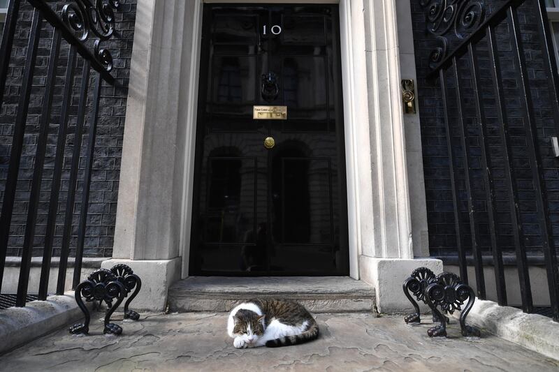 Larry the Cat waits for new occupant of 10 Downing Street.  Chris J Ratcliffe / Getty Images