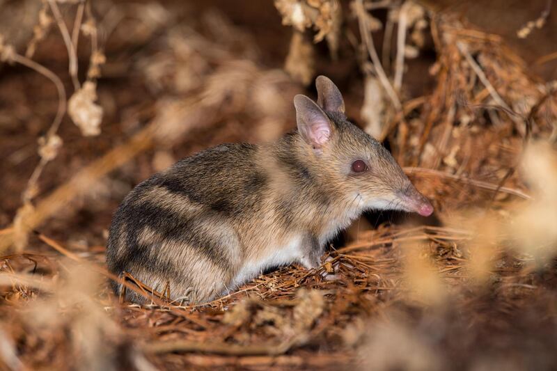 Eastern barred bandicoots (perameles gunnii) are common in Tasmania where there are no foxes. Here one hops around with rabbits on a town oval. On mainland Australia they are all but extinct from fox predation. Getty Images