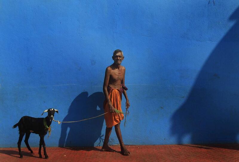 A Hindu priest leads a goat under a tree, on a hot day, at a Hindu temple in Colombo March 18, 2014. Dinuka Liyanawatte / Reuters