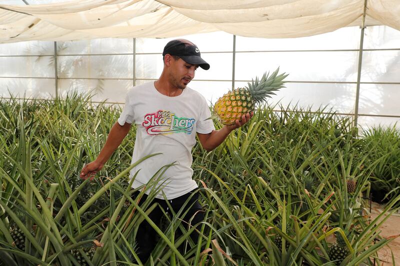 Inside one of the greenhouses at the Al Aweer farm.

