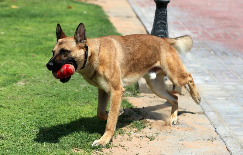 Dubai Police K9 unit dogs are trained in patrolling and bomb and narcotics detection. Some can even detect Covid-19.