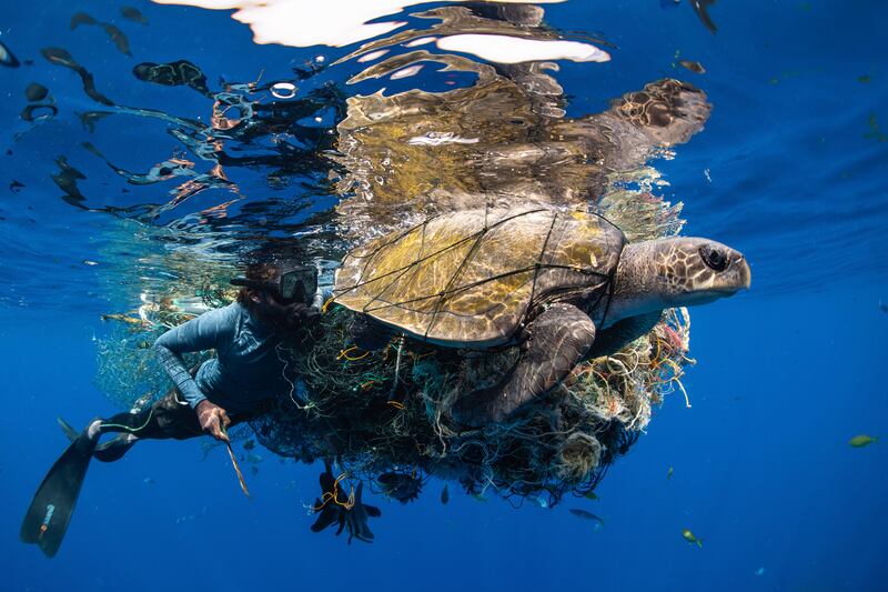 Second place, Human Connection Award, Simon Lorenz, from Sri Lanka. A dive guide cuts an Olive Ridley turtle free from plastic debris. 