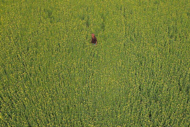 A bird's eye view of a farmer in his field in Karanigonj on the outskirts of Dhaka, Bangladesh. AFP