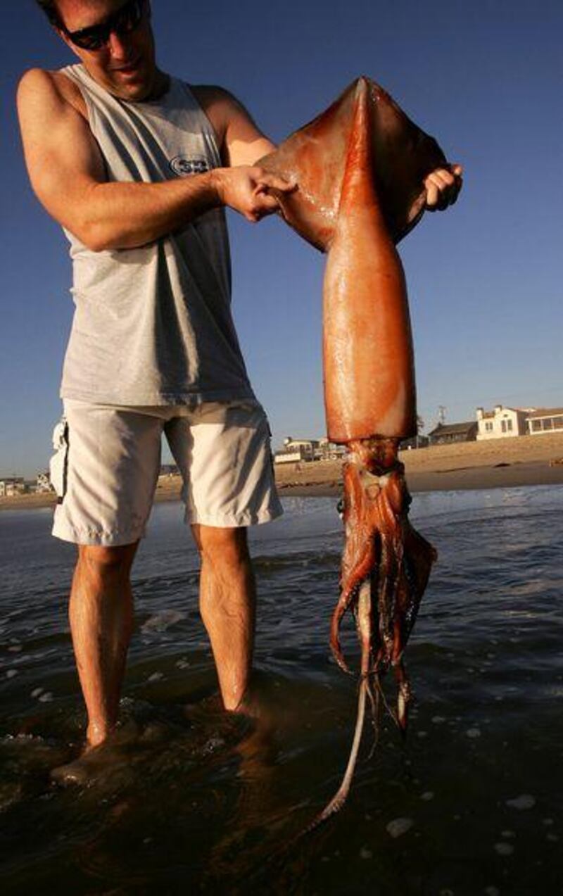 Increasing numbers of Humboldt squid, which can grow to about two metres, have been spotted off the coast of California.