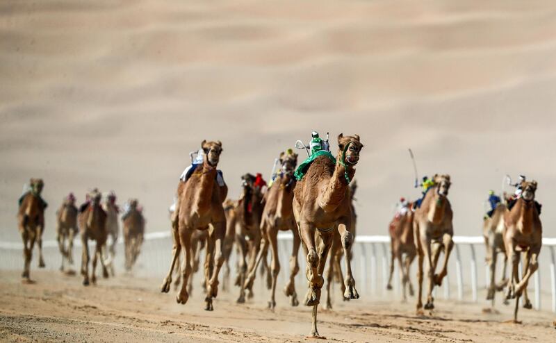 Robotic jockeys control camels during the Liwa 2019 Moreeb Dune Festival in the Liwa desert. AFP