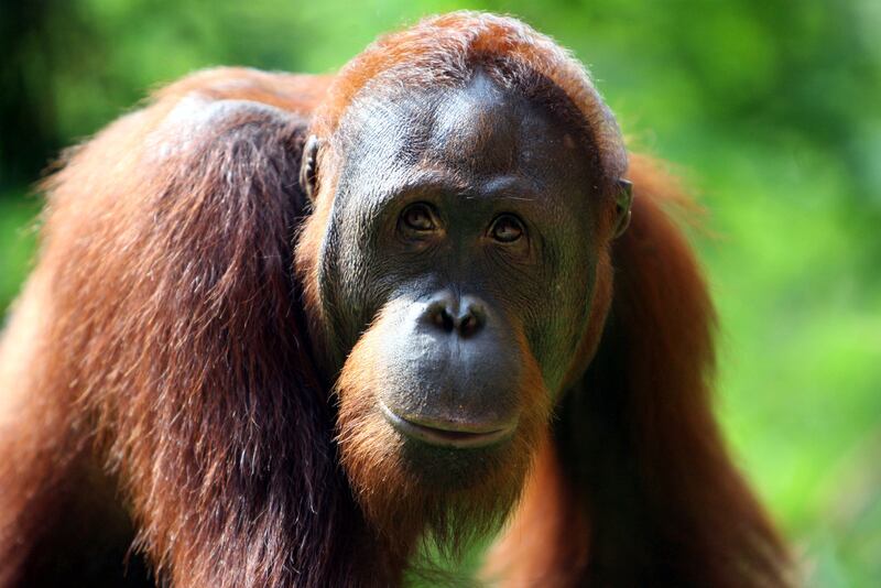Orangutan. Getty Images