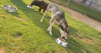 Dogs at Cloud 9 vet and pet hotel tuck into some minced leftovers from the Fairmont. Courtesy: Jamal Al Breiki