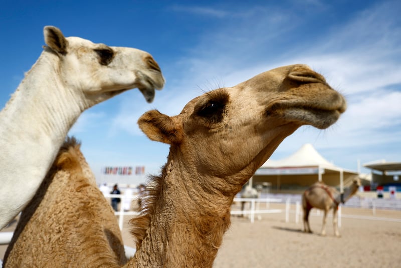 Club president Hamad Jaber Al Athba said the camel beauty contest was inspired by the football World Cup in Qatar