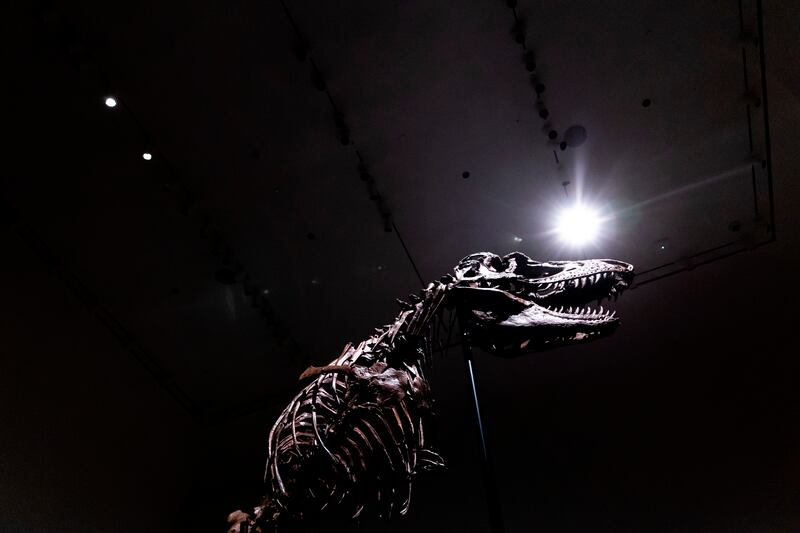 Gorgosaurus skeleton fetches more than $6m at auction