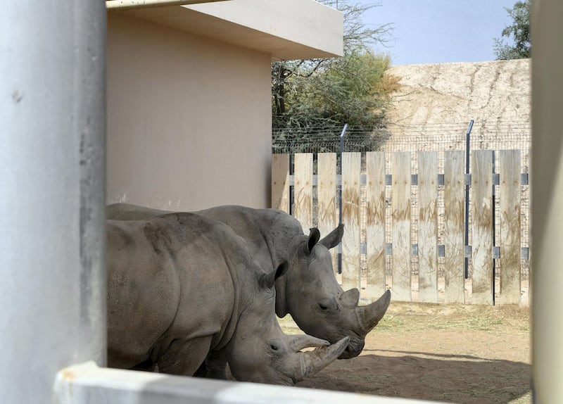 Abu Dhabi, United Arab Emirates - Rhinos hang out in their space behind the scenes at Al Ain Zoo. Khushnum Bhandari for The National