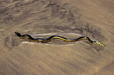 Yellow-bellied sea snake, Pelamis platurus, is found in the UAE's waters. Alamy