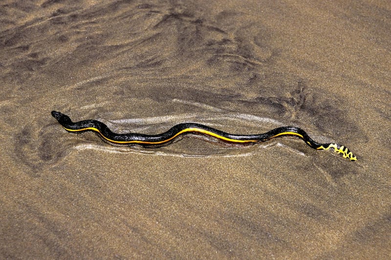 R02980 Yellow-bellied sea snake, Pelamis platurus, is found in the Pacific ocean . They are air-breathing reptiles and carry venom deadly to humans, Costa Ri