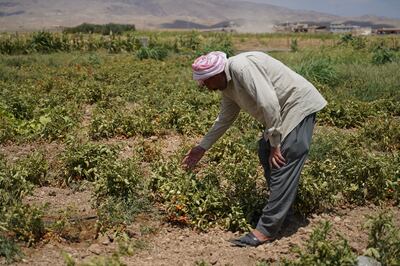 Iraq’s drought crisis and the damaging consequences on the environment. Photo: NRC