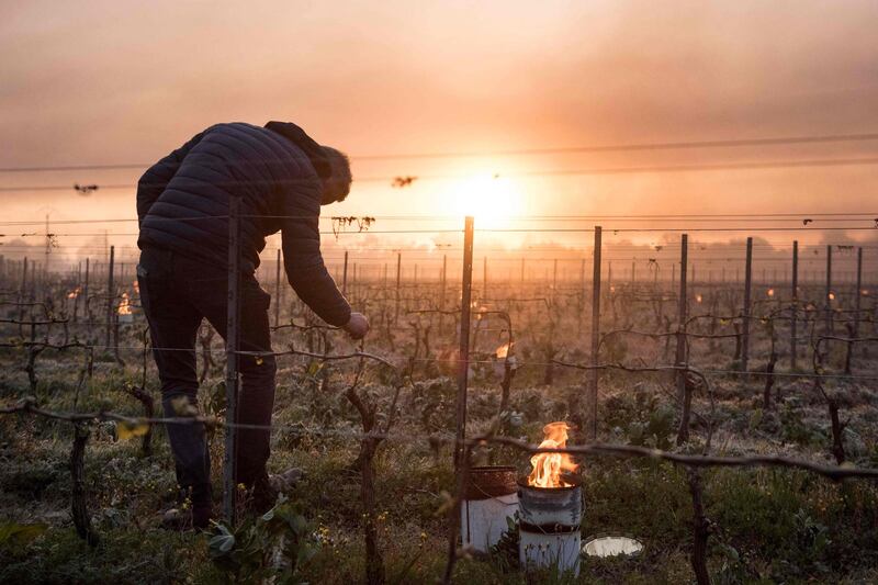A man checks  vine buds during the burning of anti-frost candles in the Luneau-Papin vineyard in Le Landreau, near Nantes, western France, where the temperature fell below freezing. AFP