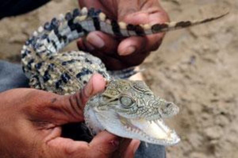 The crocodile, similar to this one, was about 30cm in length.