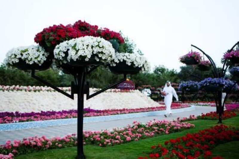 February 28, 2011 - Abu Dhabi, UAE -   The Al Ain Paradise Gardens set another Guinness world record for the most hanging flower baskets (over 2000) as it reopened to the public on Monday after being closed 3 months ago due to vandalism.  (Photo by Andrew Henderson / The National)